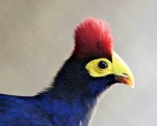 Ross's Turaco 0955