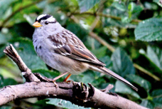 White-crowned Sparrow 4773