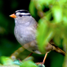 White Crowned Sparrow 2319