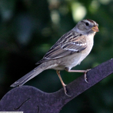White-crowned Sparrow 0109