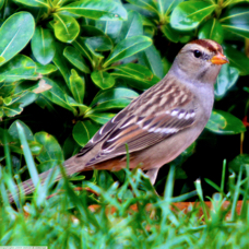 White Crowned Sparrow  immature 2338