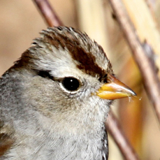 White Crowned Sparrow immature 8857