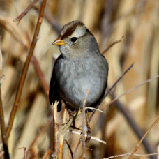 White Crowned Sparrow immature 8885