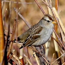 White Crowned Sparrow immature 8844