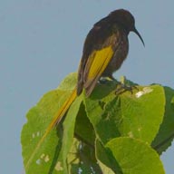 Sunbird Golden-winged male 192