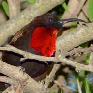 Sunbird Scarlet-chested male 192