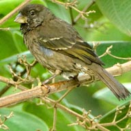 Seedeater Thick-billed 192