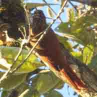 Woodcreeper Spotted 6673 194
