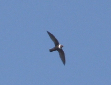 White-collared Swift 0567