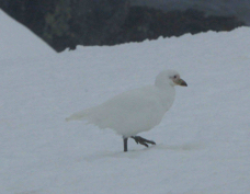 Snowy Sheathbill on snow 7994