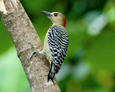 Red-crowned Woodpecker female 1290
