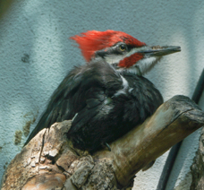 Pilated Woodpecker-497