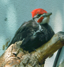 Pilated Woodpecker-477