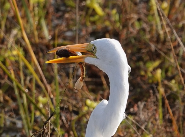 Great Egret with fish-65.jpg