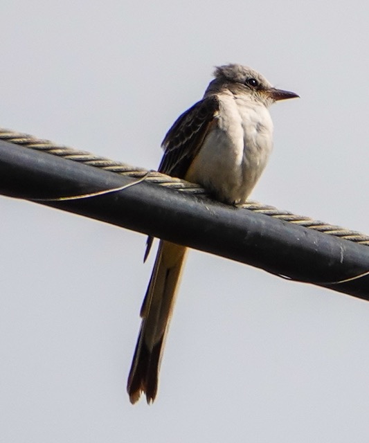 Sissor-tailed Flycatcher-137.jpg