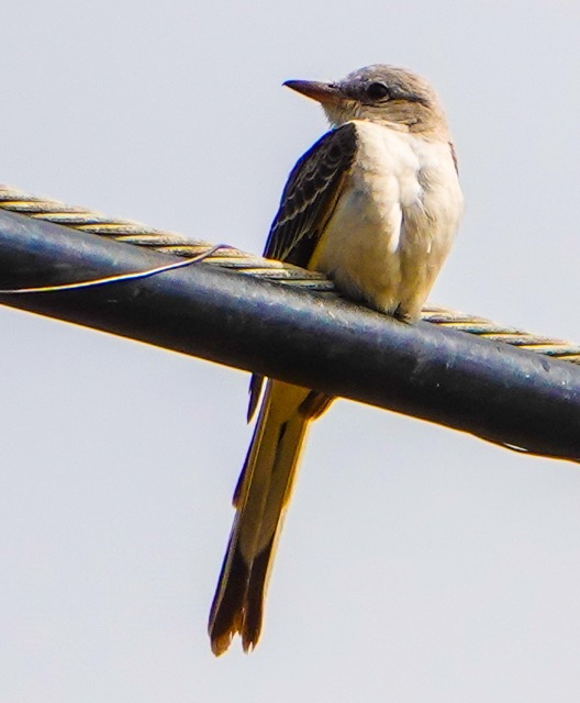 Sissor-tailed Flycatcher-140.jpg