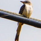 Sissor-tailed Flycatcher-140.jpg