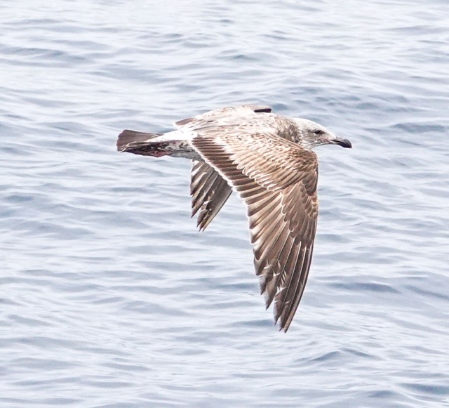 Western Gull 2nd year-441.jpg