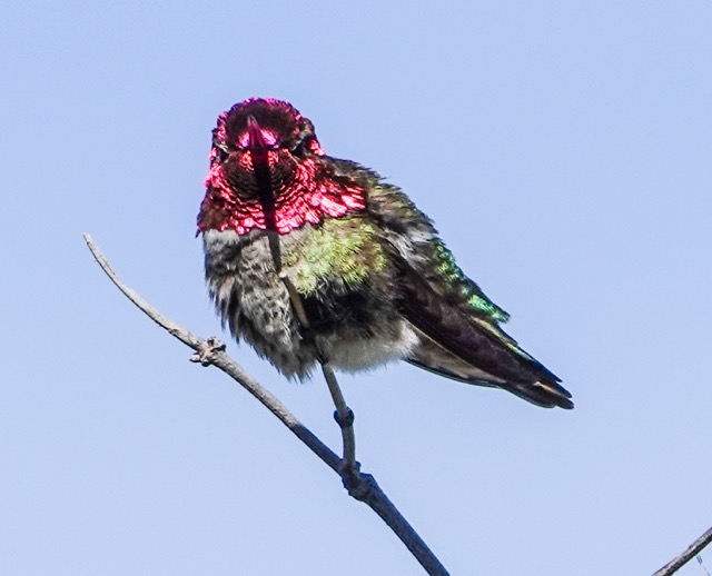 Anna's Hummingbird-154.jpg