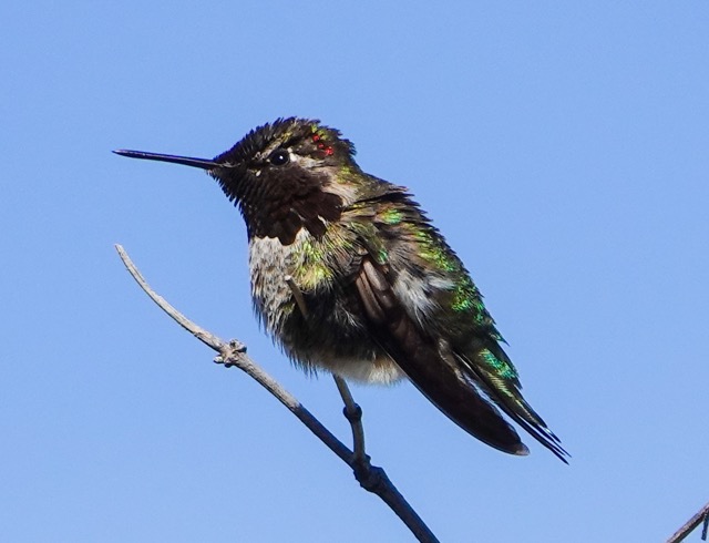 Anna's Hummingbird-158.jpg