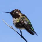 Anna's Hummingbird-158.jpg