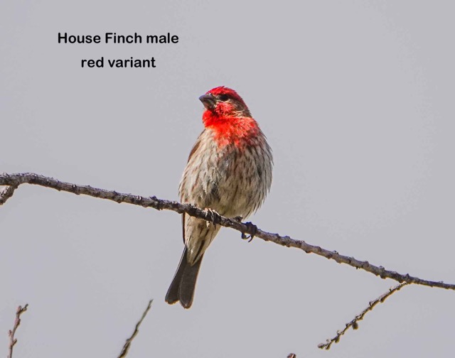 House FInch Red-variant male-34.jpg