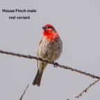 House FInch Red-variant male-34.jpg