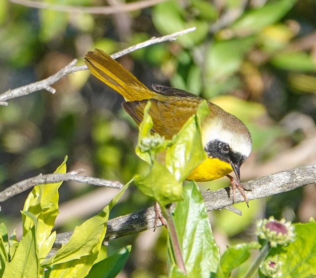 Common Yellowthroat-21.jpg