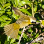 Common Yellowthroat-41.jpg