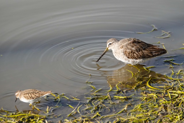 Least Sandpiper and Long-billed Dowitcher-101.jpg