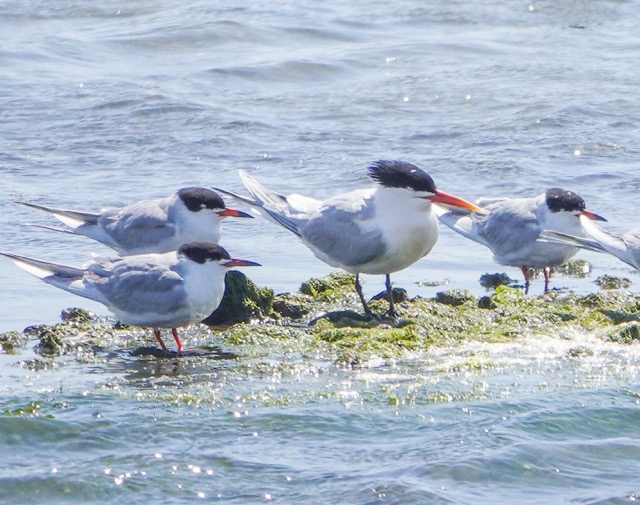 Forrester's and Royal Terns-97.jpg