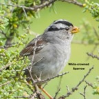 White Crowned Sparrow-84.jpg