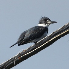 Belted Kingfisher 2988