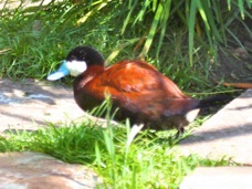 North American Ruddy Duck 0615