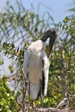 Wood Stork 1071