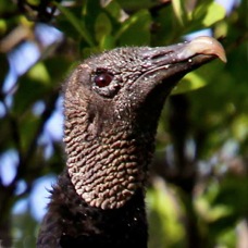 Black Vulture 8953 B