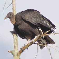 Black Vulture 1023 B