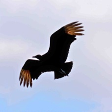 Black Vulture 1148