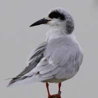 Forester&#39;s Tern 3189 194