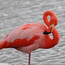 Greater Flamingo 6270