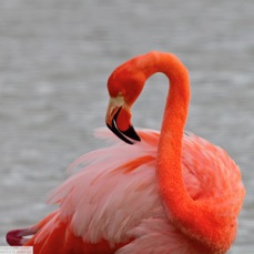 Greater Flamingo 6281