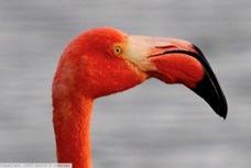 Greater Flamingo 6300