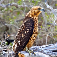 Galapagos Hawk  7190