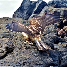 Galapagos Hawk  7228