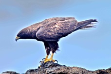 Galapagos Hawk  7252