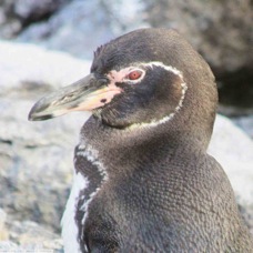 Galapagos Penguin 9967