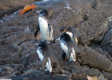 Galapagos Penguin 7608