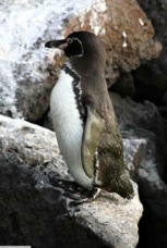 Galapagos Penguin 9971