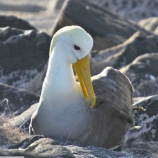 Waved Albatross 9506