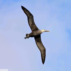 Waved Albatross 9598